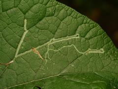 Phytomyza lappae