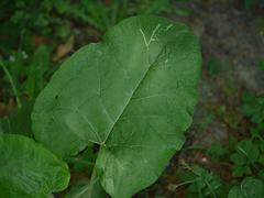 Arctium lappa