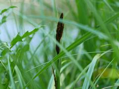 Carex