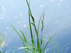 Carex