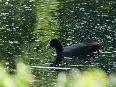 Fulica atra