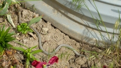 Thamnophis elegans vagrans