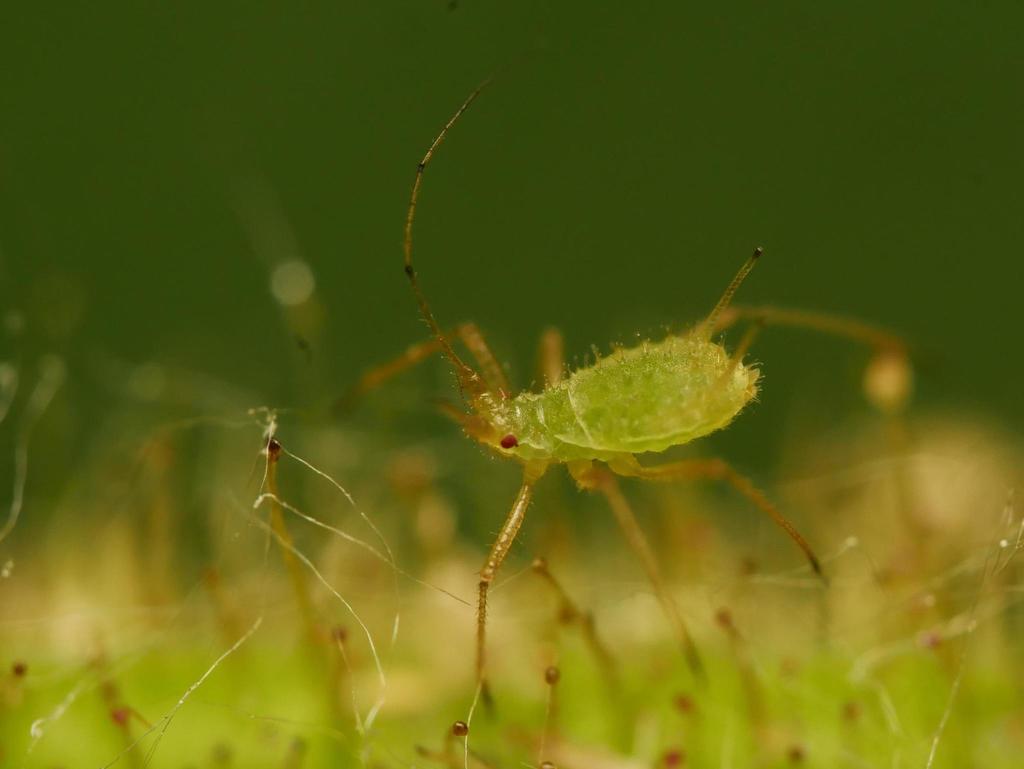 Hazelnut Aphid