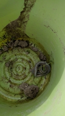 Thamnophis elegans vagrans