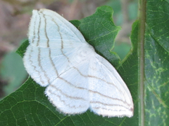 Ditrigona conflexaria