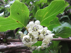 Actinidia arguta