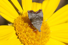 Choreutis aegyptiaca