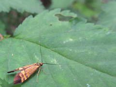 Nemophora staudingerella