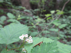 Nemophora staudingerella