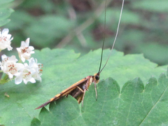Nemophora staudingerella