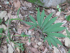 Arisaema heterophyllum