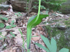 Arisaema heterophyllum