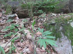 Arisaema heterophyllum