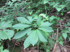 Arisaema heterophyllum