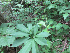 Arisaema heterophyllum