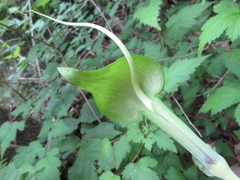 Arisaema heterophyllum