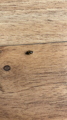 Glischrochilus grandis