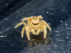 Pseudomogrus zhilgaensis