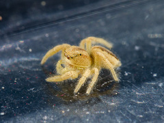 Pseudomogrus zhilgaensis