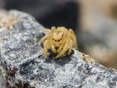 Pseudomogrus zhilgaensis