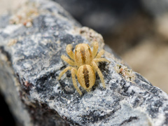 Pseudomogrus zhilgaensis