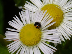 Coccinula crotchi