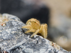 Pseudomogrus zhilgaensis