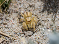 Pseudomogrus zhilgaensis