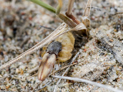 Pseudomogrus zhilgaensis