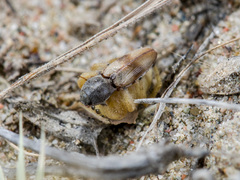 Pseudomogrus zhilgaensis