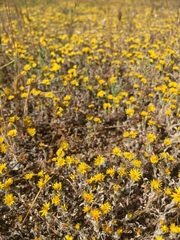 Lessingia tenuis