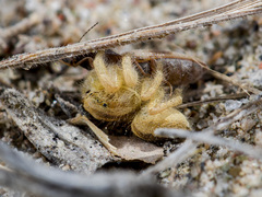 Pseudomogrus zhilgaensis