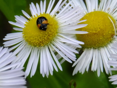 Coccinula crotchi