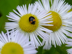 Coccinula crotchi