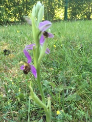 Ophrys apifera
