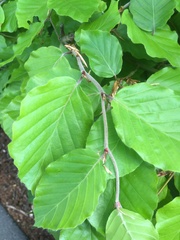 Fagus sylvatica
