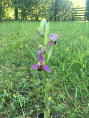 Ophrys apifera