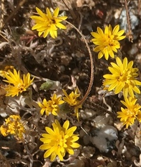 Lessingia tenuis