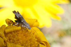 Choreutis aegyptiaca
