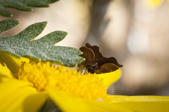 Choreutis aegyptiaca