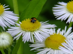 Coccinula crotchi