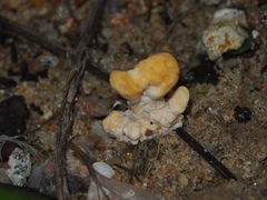 Trametes orientalis