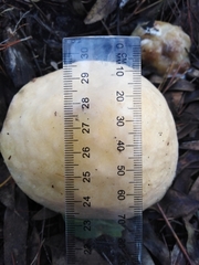 Fistulinella viscida