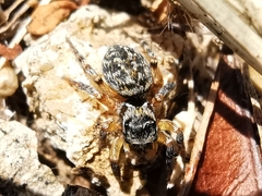 Euophrys