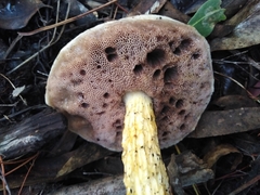 Fistulinella viscida