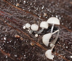 Mycena piringa