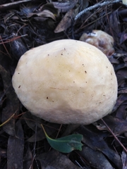 Fistulinella viscida