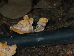 Trametes orientalis