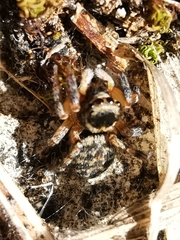 Euophrys