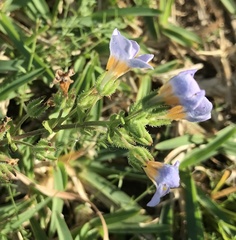 Chaenostoma roseoflavum